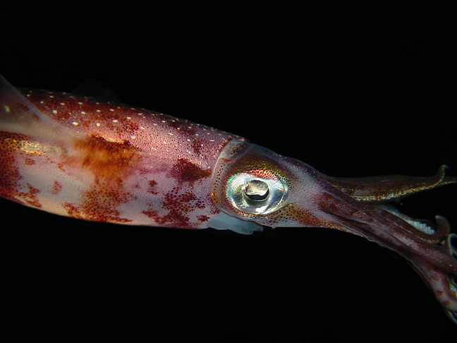 Reef Squid 3