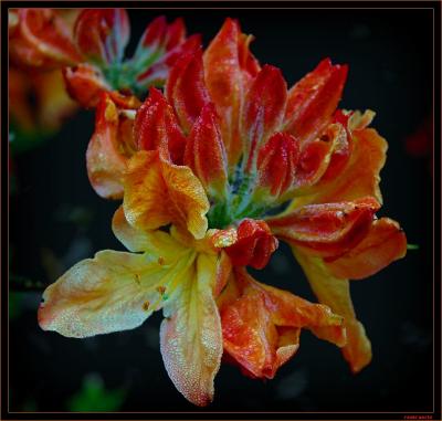 bos bloemen