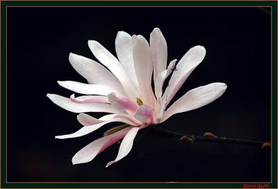 witte magnolia
