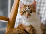 Alert Cat