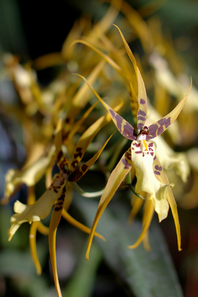 DSC_2577ps orchid 4P.jpg