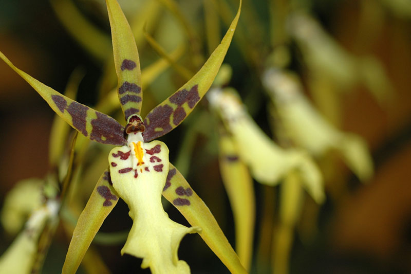 DSC_2463ps orchid 2.jpg