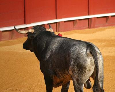 Bullfight-07.jpg