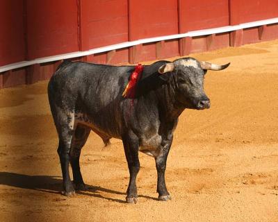Bullfight-08.jpg