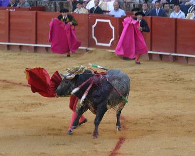Bullfight-21.jpg