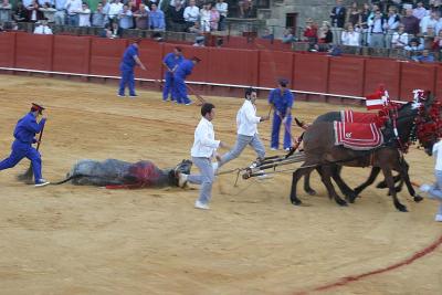 Bullfight-49.jpg