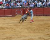Bullfight-18.jpg