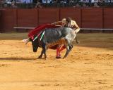 Bullfight-26.jpg