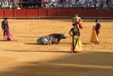 Bullfight-46.jpg