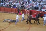 Bullfight-48.jpg