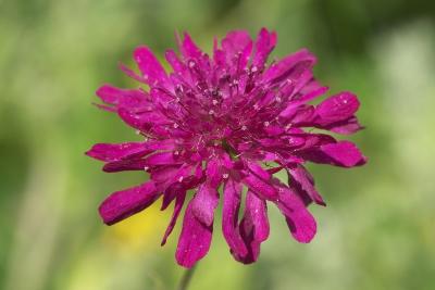 CRW_4200.jpg
