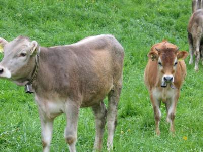 Moo