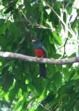 Slaty-tailed Trogon