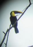 Chestnut-mandibled Toucan