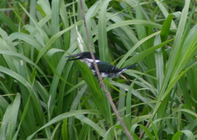 Amazon Kingfisher