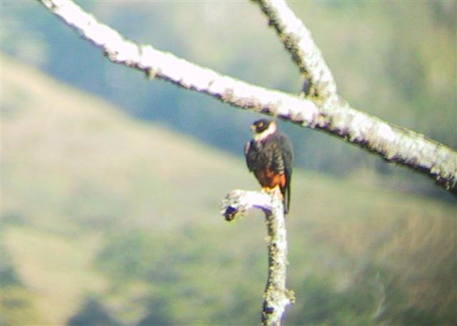 Bat Falcon
