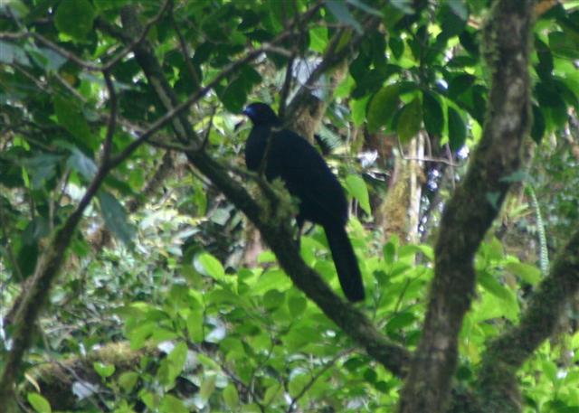 Black Guan