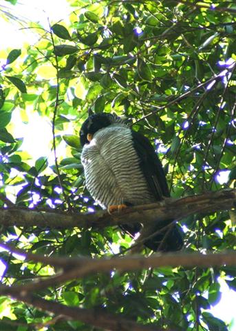 Black-and-white Owl