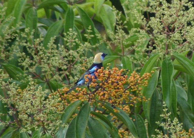 Golden-hooded Tanager