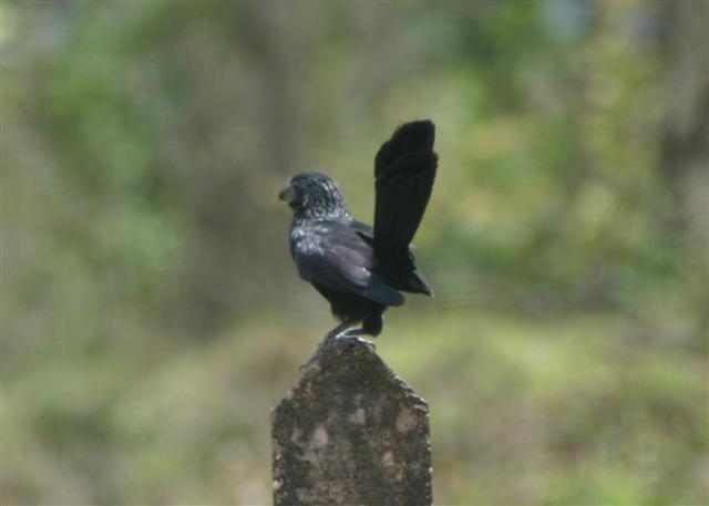 Groove-billed Ani