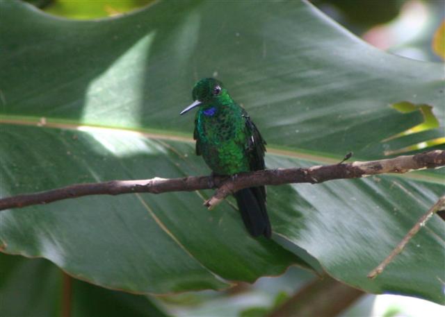 Green-crowned Brilliant
