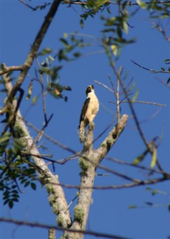 Laughing Falcon
