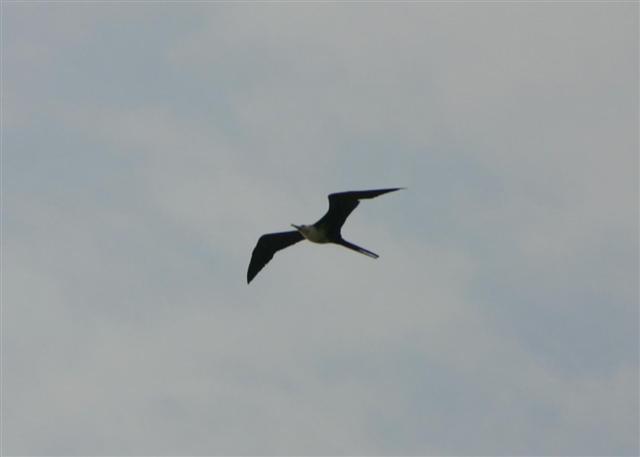 Magnificent Frigatebird
