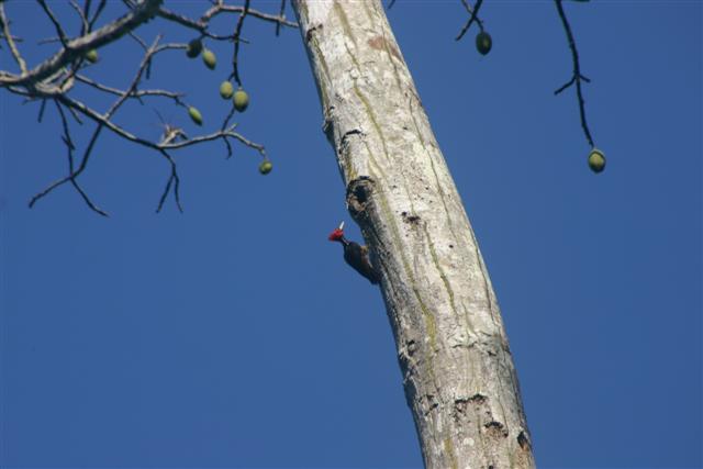 Pale-billed Woodpecker
