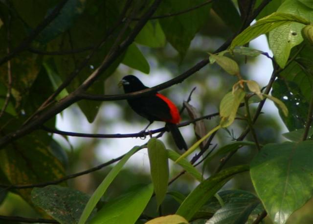 Paserinis Tanager