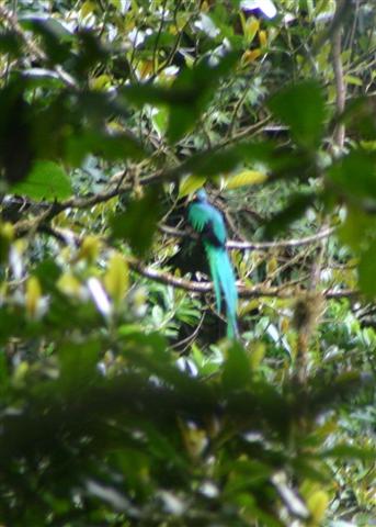 Resplendant Quetzal