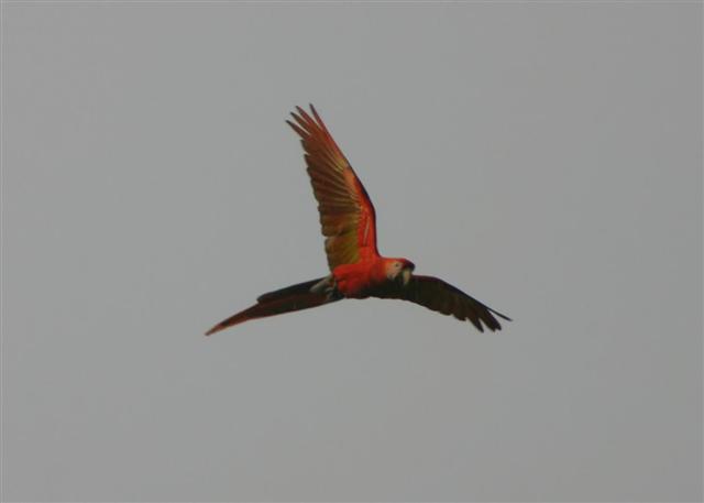 Scarlet Macaw