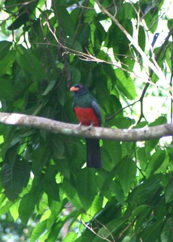 Slaty-tailed Trogon