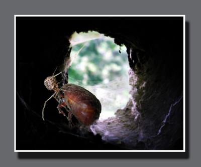 Spiders Lair.jpg