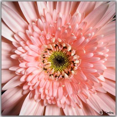 u11/jarrell/medium/38043618.pinkflower1.jpg