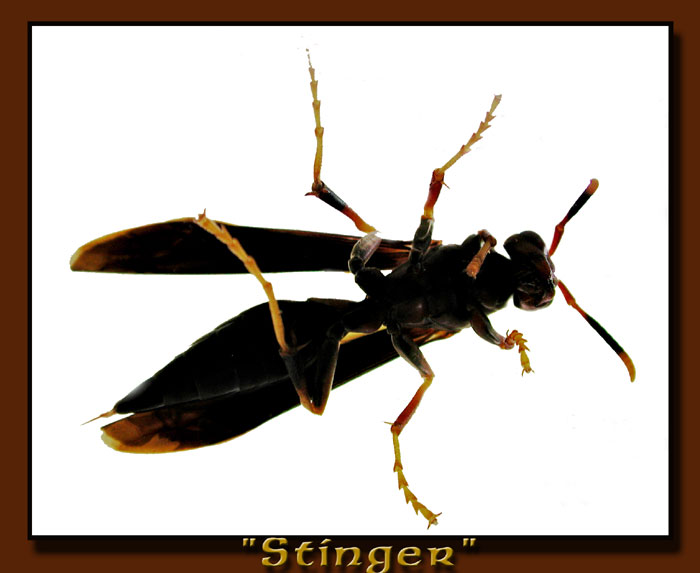 Stinger.jpg