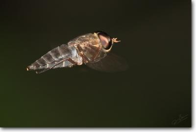 Horse Fly