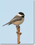 <!-- CRW_0653.jpg -->Carolina Chickadee