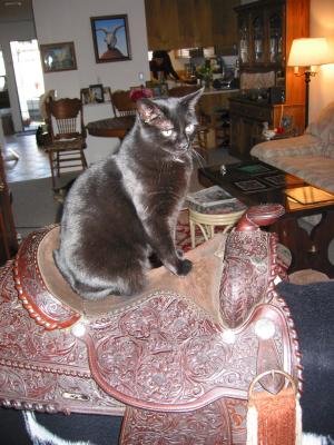 Cleo