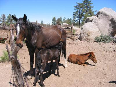 Mommy & Babies