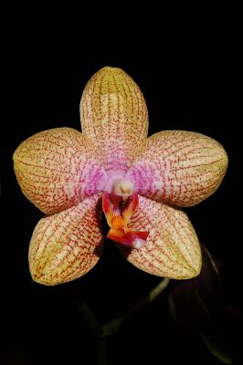 Moms sunburst orchid 1s.jpg