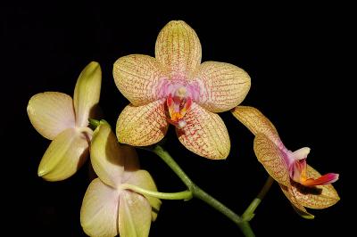 Moms sunburst orchid 3s.jpg