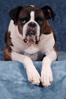 Wiggy portrait 4s.jpg