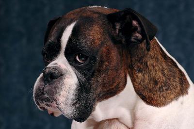 Wiggy portrait 5s.jpg