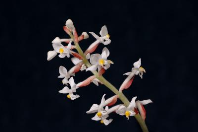 Jewel orchid As.jpg