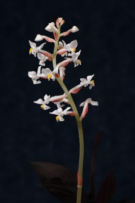 Jewel orchid Bs.jpg
