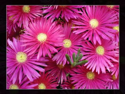 u11/jeremy_axford/medium/42890083.P6290118DartmouthFlower3.jpg