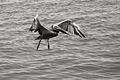 Pelican in Flight