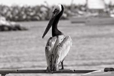 Pelican at Rest