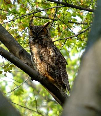 Watchful Dad