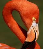 flamingo flair